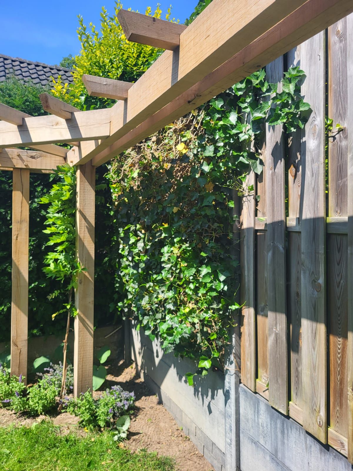 De pergola langs de schutting, begroeid met klimop