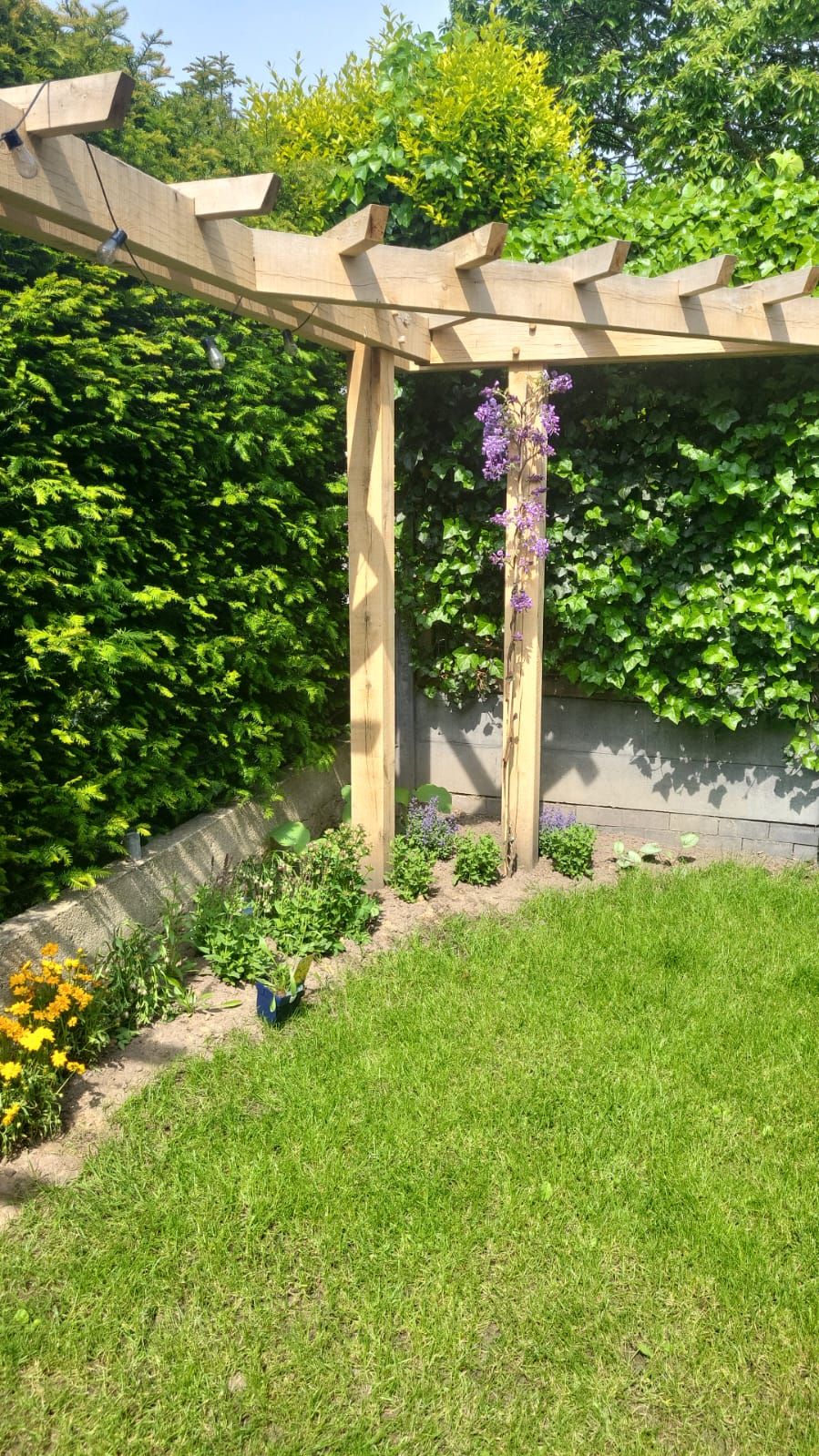 Houten pergola in een groene tuin met een jonge blauwe regen